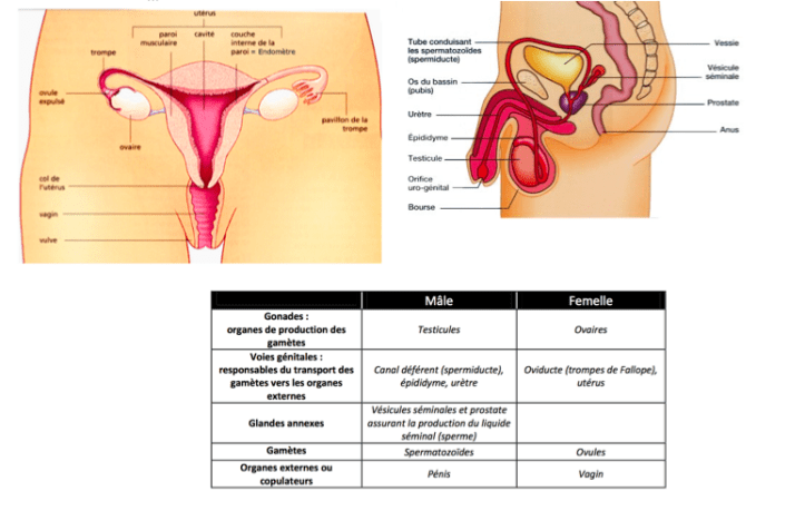 Male femelle phenotyepe sexuel